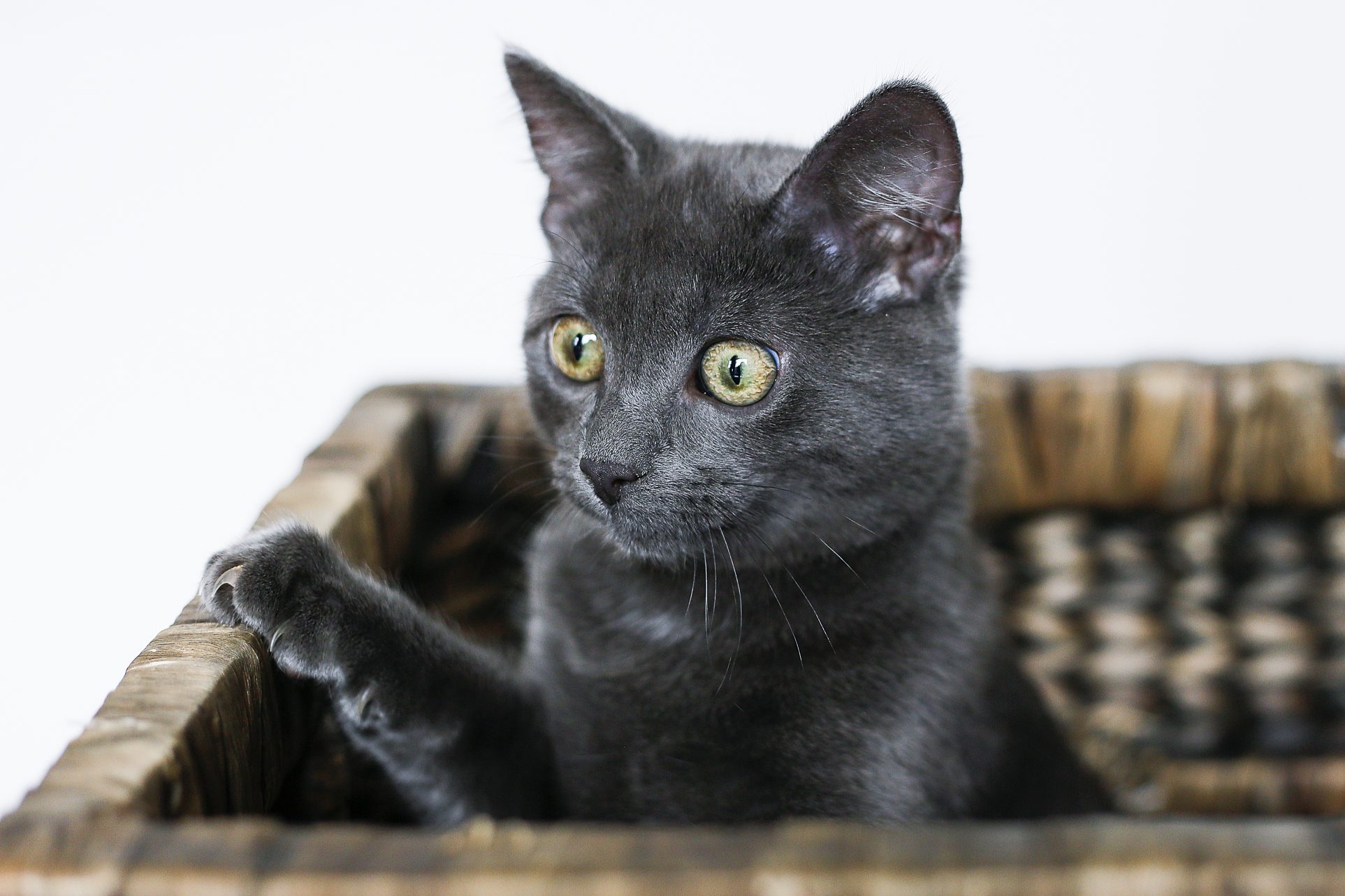 Neelix the Kitty enjoying the box